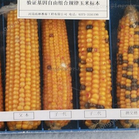 验证基因自由组合规律玉米标本 中小学教学标本  教学使用