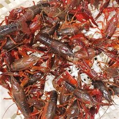 湖北潜江小龙虾5月炮头小龙虾30斤起批发全国可发售