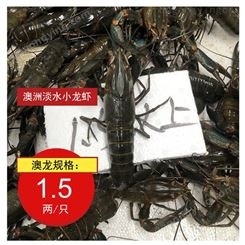 人工养殖澳龙批发1.5两规格澳洲淡水小龙虾2021年10号46元每斤