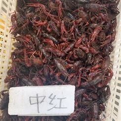 中红4到6钱规格鲜活小龙虾楚淼水产2021年9月26日活动价21元每斤