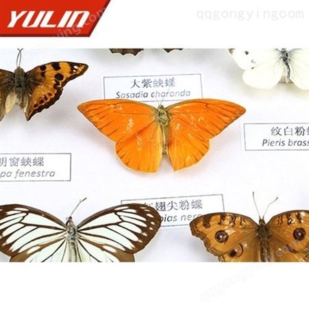 常见蝴蝶50种标本 昆虫标本 实物制作 科普标本