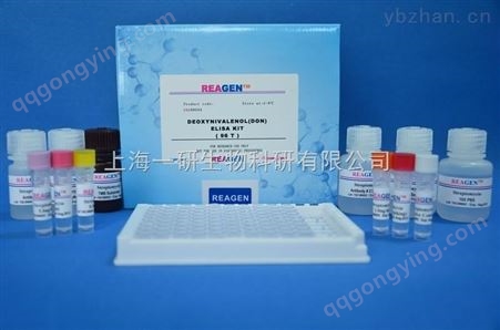 大鼠甘丙肽/甘丙素（GAL）elisa免疫组化试剂盒图片