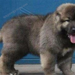 犬舍养殖高加索犬 出售活体大体型幼犬 家养护卫熊版