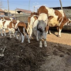内蒙古富翔牧业 西门塔尔四代母牛 紫红花的 可技术跟踪服务