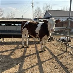 300至400斤西门塔尔牛价格 牧区草地牛 好养易活