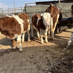 内蒙古养牛基地 5之6个月 西门塔尔小母牛犊 可技术跟踪服务