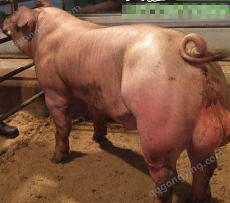 比利时长白公猪价格 长白公猪 头大而宽 颈短而粗 批发商出售