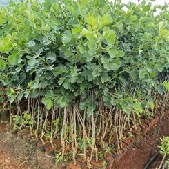 达林园林 大金星山楂苗 肥水灌溉管理 技术指导