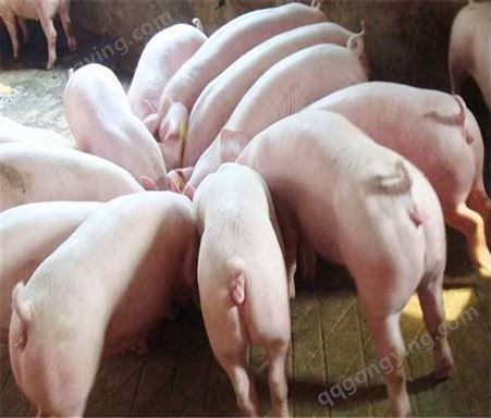 无锡黑杜洛克种猪 双脊大腚 20到200斤 杜洛克公猪