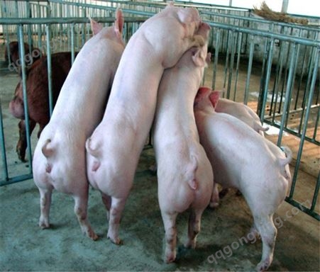 无锡黑杜洛克种猪 双脊大腚 20到200斤 杜洛克公猪