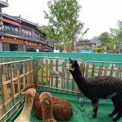 萌宠动物租赁 观赏迷你羊驼景区拍照用 指导饲养活泼可爱