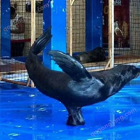 室内海狮表演租赁 海洋动物展览活动 美人鱼表演出租