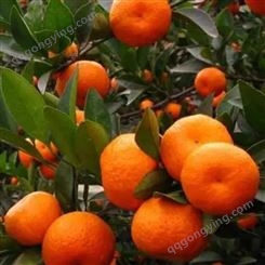 正宗武当蜜橘 桔薄皮橘子 新鲜水果桔子多汁 大型基地超甜柑橘