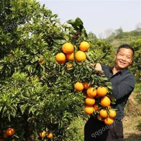 农户原生态种植沃柑蜜桔 当季新鲜砂糖柑橘5斤装包邮