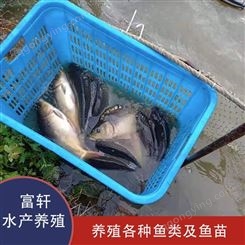 框鲤鱼价格 种类齐全 框鲤鱼大量批发 养殖场鱼苗出售 轩富水产供应