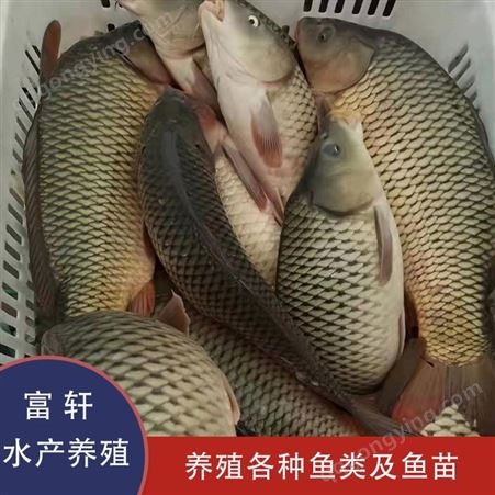 框鲤鱼价格 种类齐全 框鲤鱼大量批发 养殖场鱼苗出售 轩富水产供应