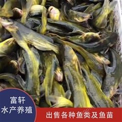 黄骨鱼 种类齐全 黄骨鱼苗价格 黄骨鱼出售 轩富水产供应