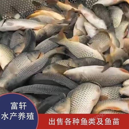 青鱼养殖鱼塘  大量批发青鱼鱼苗  价格低质量好  轩富水产