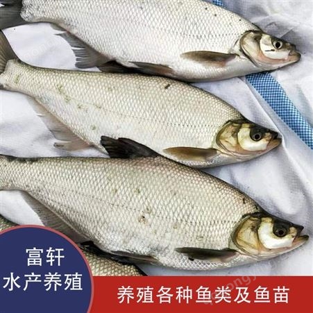 轩富水产翘嘴白鱼 10多斤翘嘴白鱼批发 翘嘴白鱼供应渔场