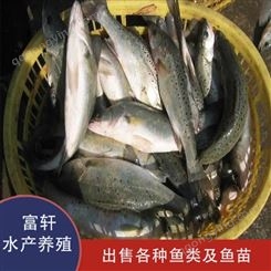鲈鱼苗批发 北京鲈鱼苗质量可靠 发货 批发销售