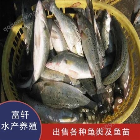 鲈鱼苗批发 北京鲈鱼苗质量可靠 发货 批发销售