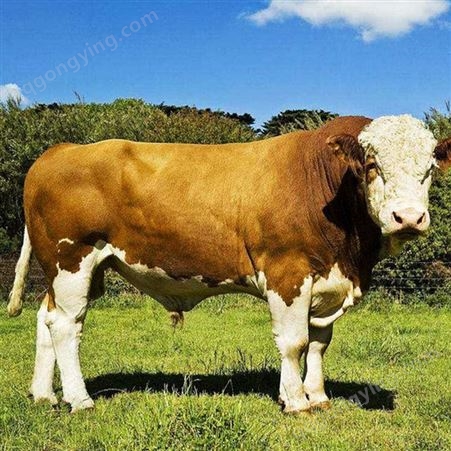 恒易通 改良西门塔尔牛 肉牛做种公牛 易养殖 生长快