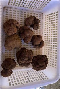 新鲜黑松露野生菌出口级菌菇 特产猪拱菌高黎贡山块菌礼盒