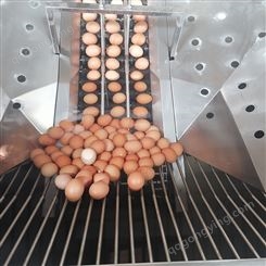 全自动洗蛋机 多功能鸭蛋清洗机定制 蛋类清洗设备