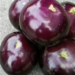 圆紫茄 个大色鲜 新鲜蔬菜 安全健康 斯刻达供应