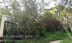 上海浦东新室内花卉租赁 假山水景案例 绿化租赁