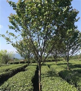名川优质供应供应绿化工程 樱花树苗苗木 观赏性佳