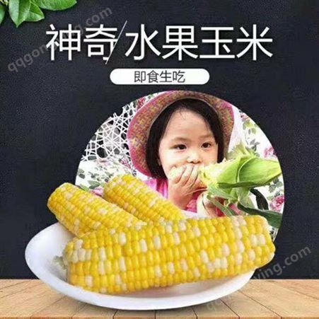 中美国玉  正宗鲜食玉米批发 独立真空包装  厂家批发量大优惠