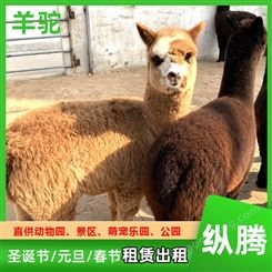 白色羊驼 春节羊 驼景区展览 大型草泥马养殖场 纵腾