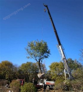 附近移树修树 翠琳园林专业提供移树施工服务 可相关资质