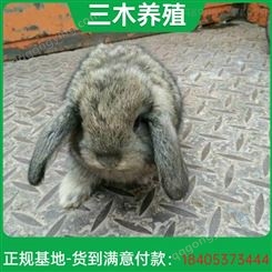 脱温繁殖公羊兔 易于饲养饲养体系完整 性情温顺 三木养殖