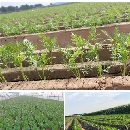2021农业科技新发明，智能高效蔬菜种子编织机