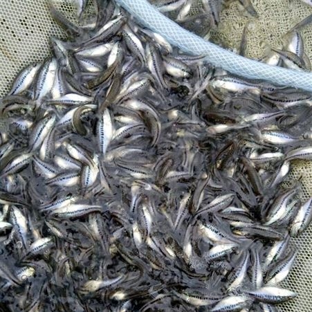 现货供应 鲈鱼苗 品质淡水鱼苗 质量保障 