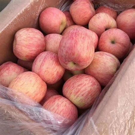 苹果运输 山东红富士价格 会升红富士苹果 果肉多汁味道甜