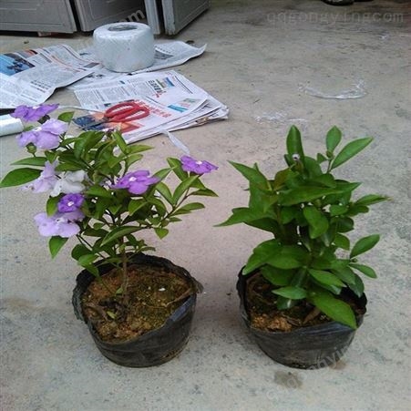 双色茉莉 爬藤茉莉花苗 鸳 鸯茉莉 盆栽 室内外阳台 爬藤植物