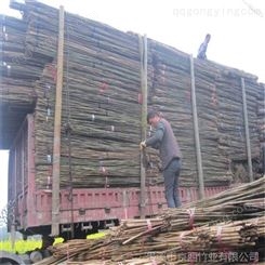 供应2.5米、3米菜架竹竹竿